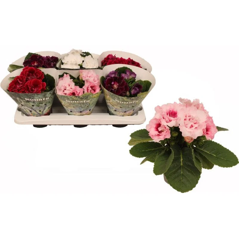 Sinningia(Gloxinia) mixP13
