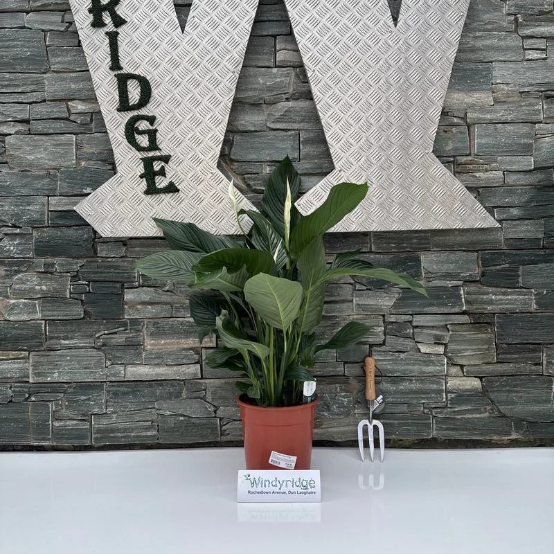 Spathiphyllum Sweet LaurettaP24