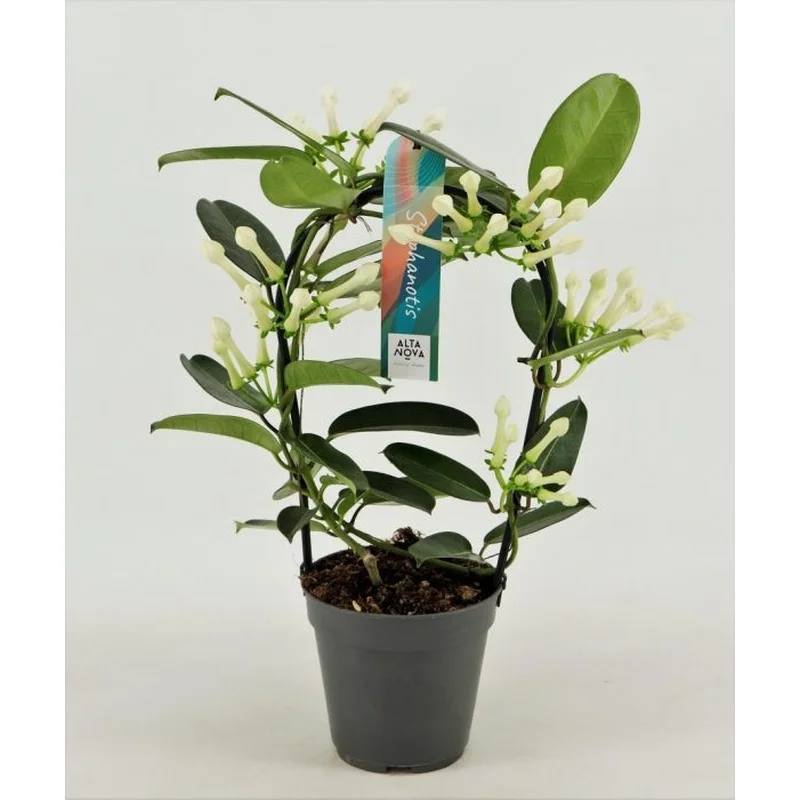 Stephanotis floribundaP12hoop 5-6 flwr.