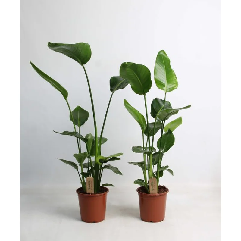 Strelitzia nicolaiP21