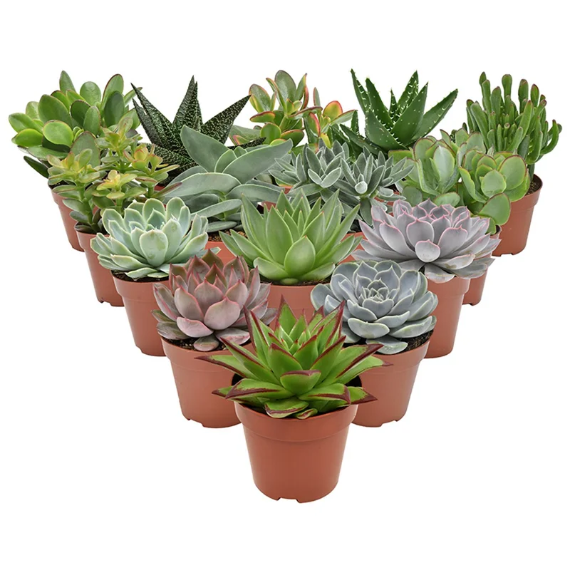 Succulent 6 varieties mixP8.5