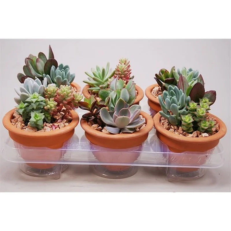 Succulents arrangement nr 963P13