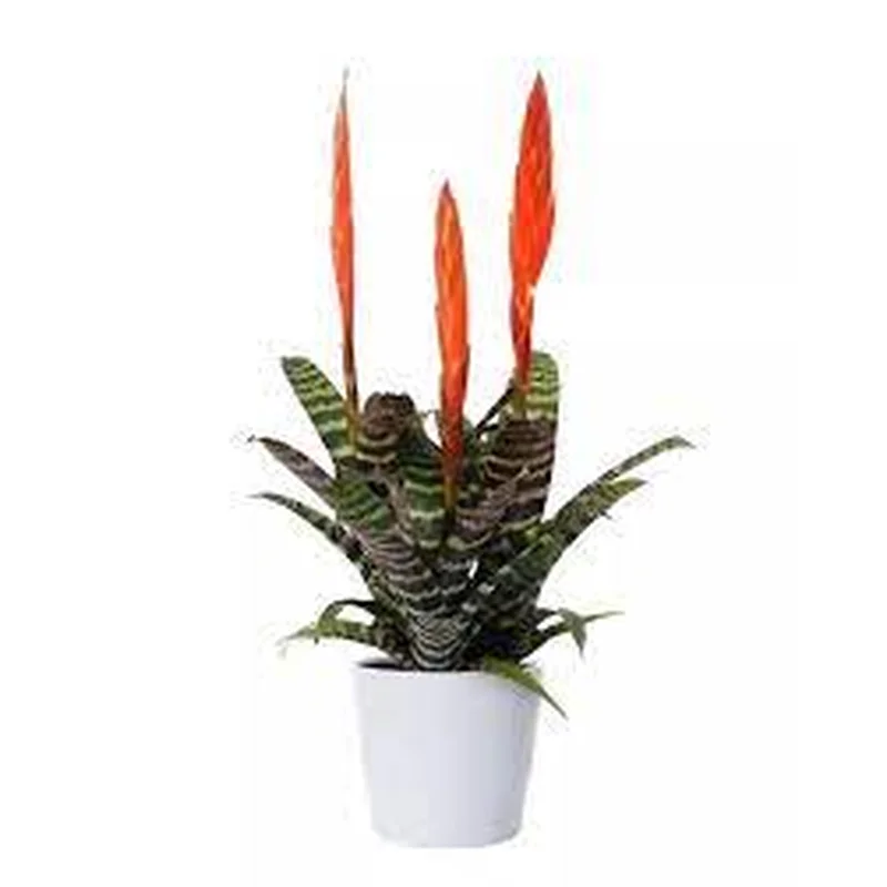 Vriesea Era