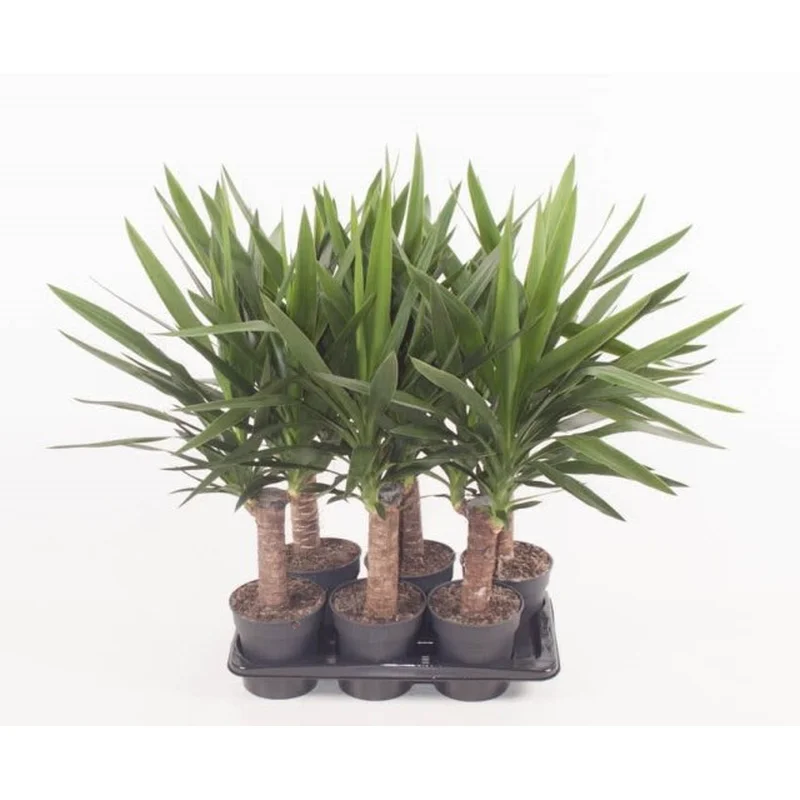 Yucca elephantipes