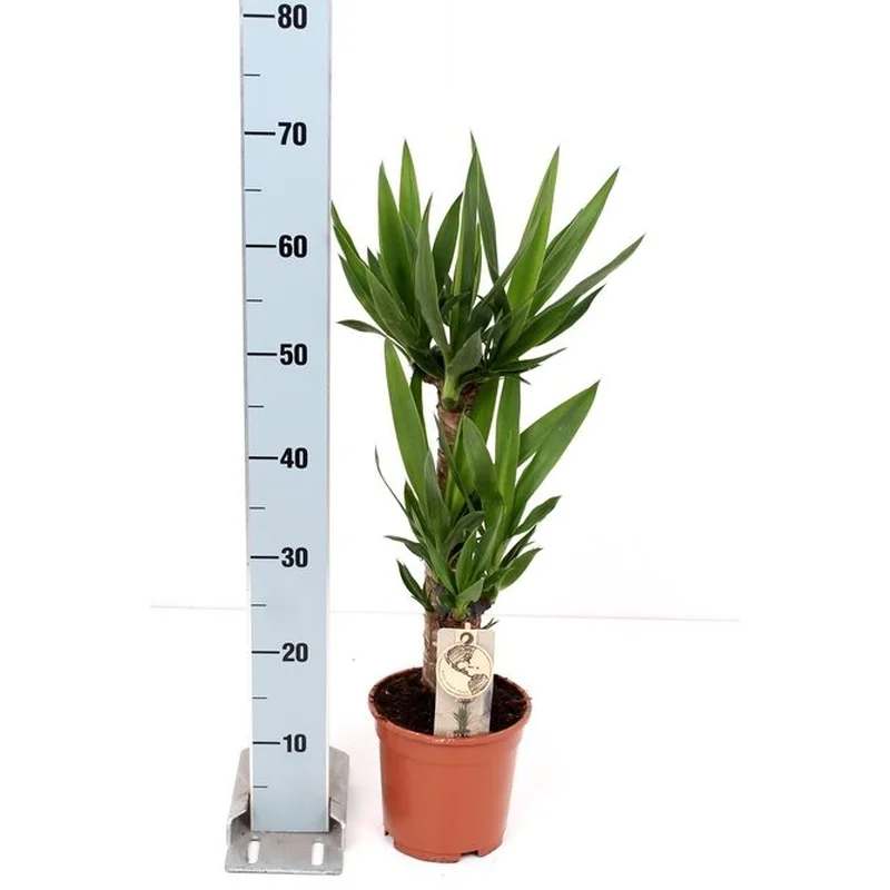 Yucca elephantipes 20 stem