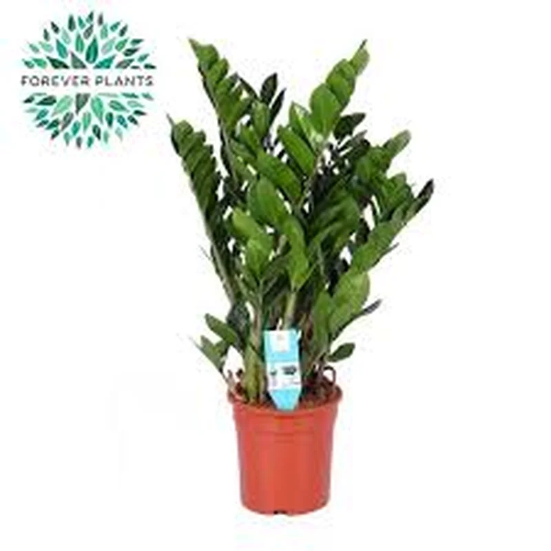 Zamioculcas zamiifoliaP17
