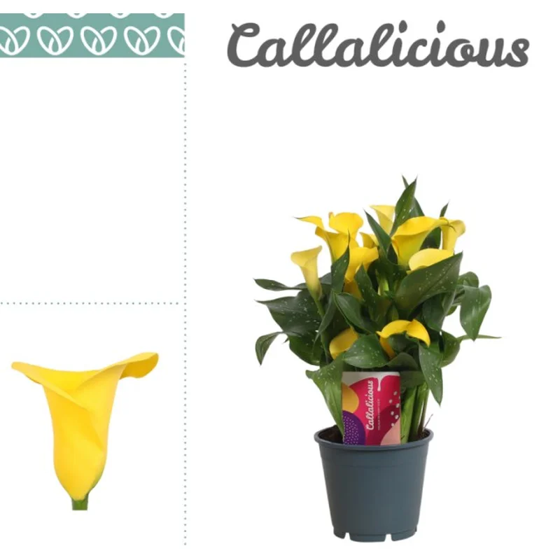 Zantedeschia Summer SunyellowP14